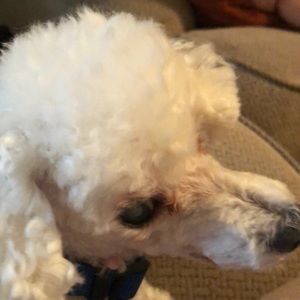 Meet your Posher, Lemon